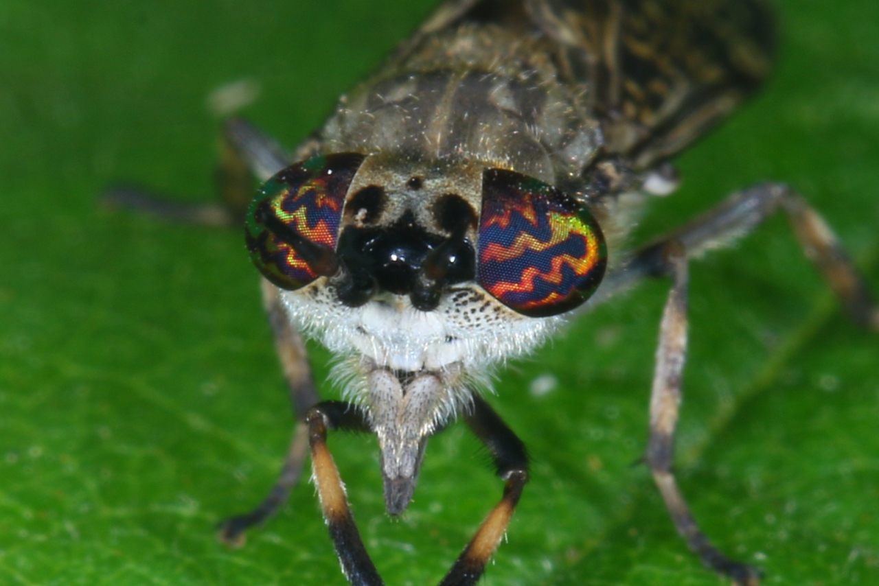 Haematopota pluvialis (Linnaeus, 1758) - Taon des pluies, Petit Taon commun (femelle)