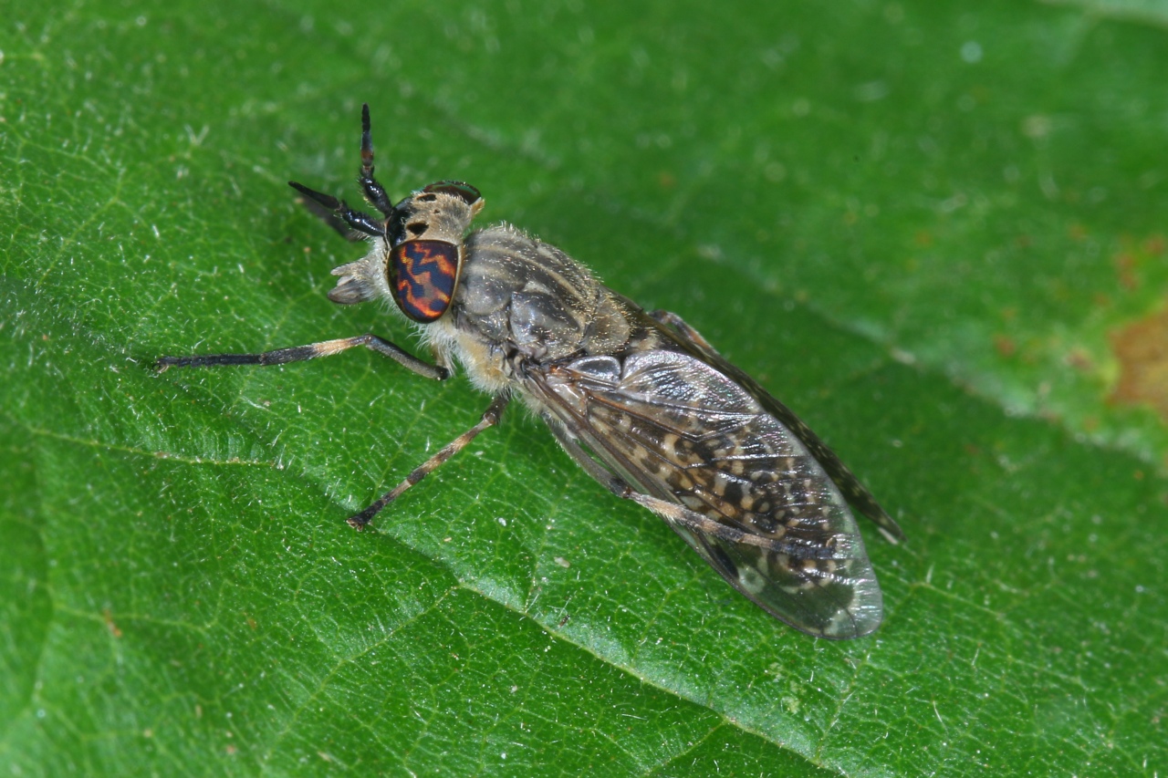 Haematopota pluvialis (Linnaeus, 1758) - Taon des pluies, Petit Taon commun (femelle)