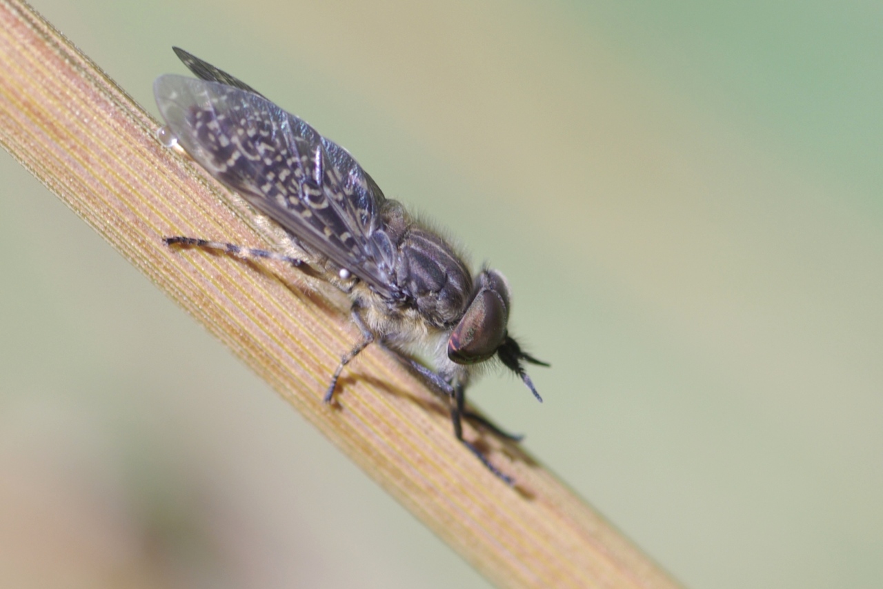 Haematopota pluvialis (Linnaeus, 1758) - Taon des pluies, Petit Taon commun (mâle)