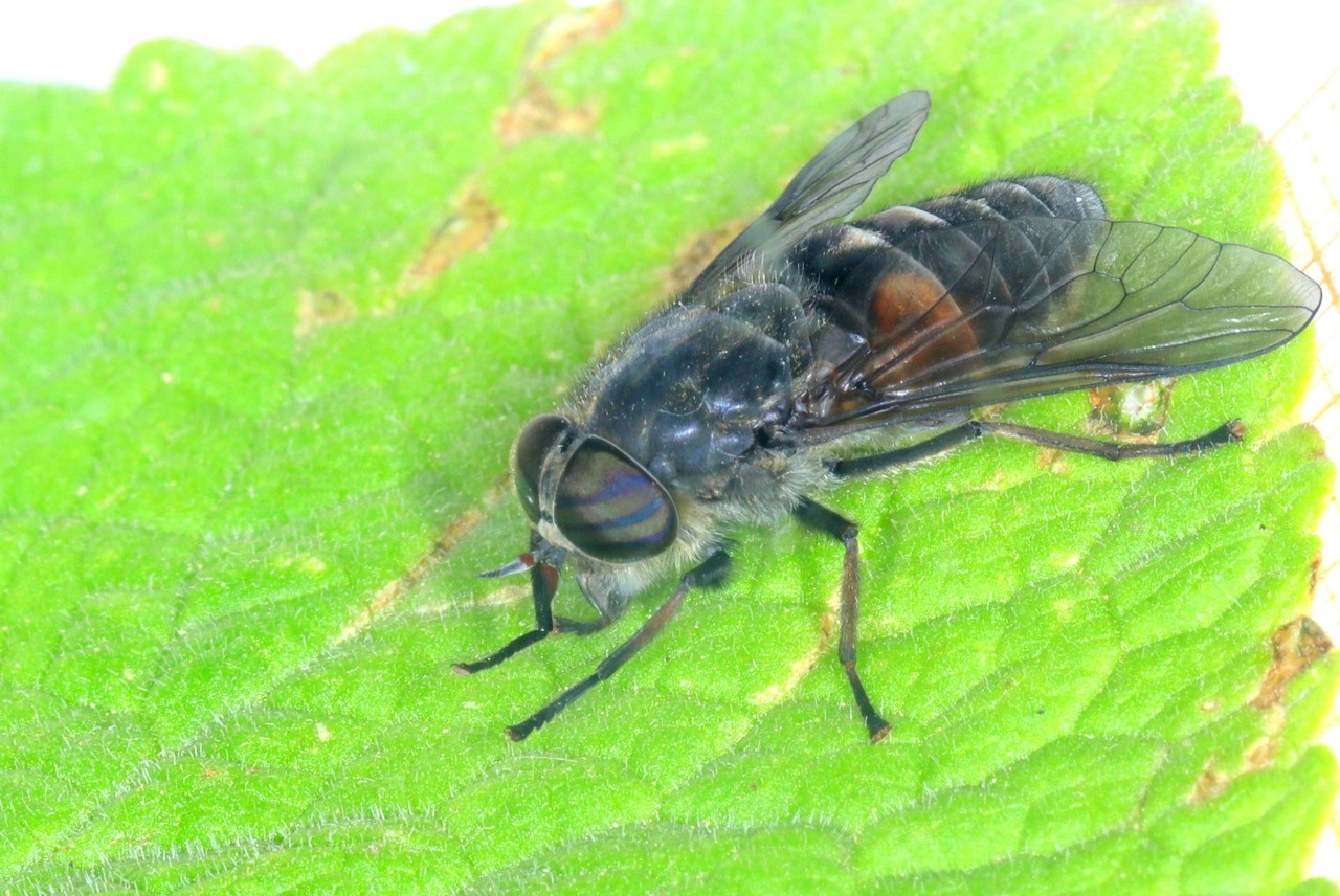 Hybomitra bimaculata (Macquart, 1826) (femelle)