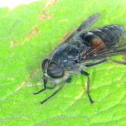 Hybomitra bimaculata (Macquart, 1826) (femelle)