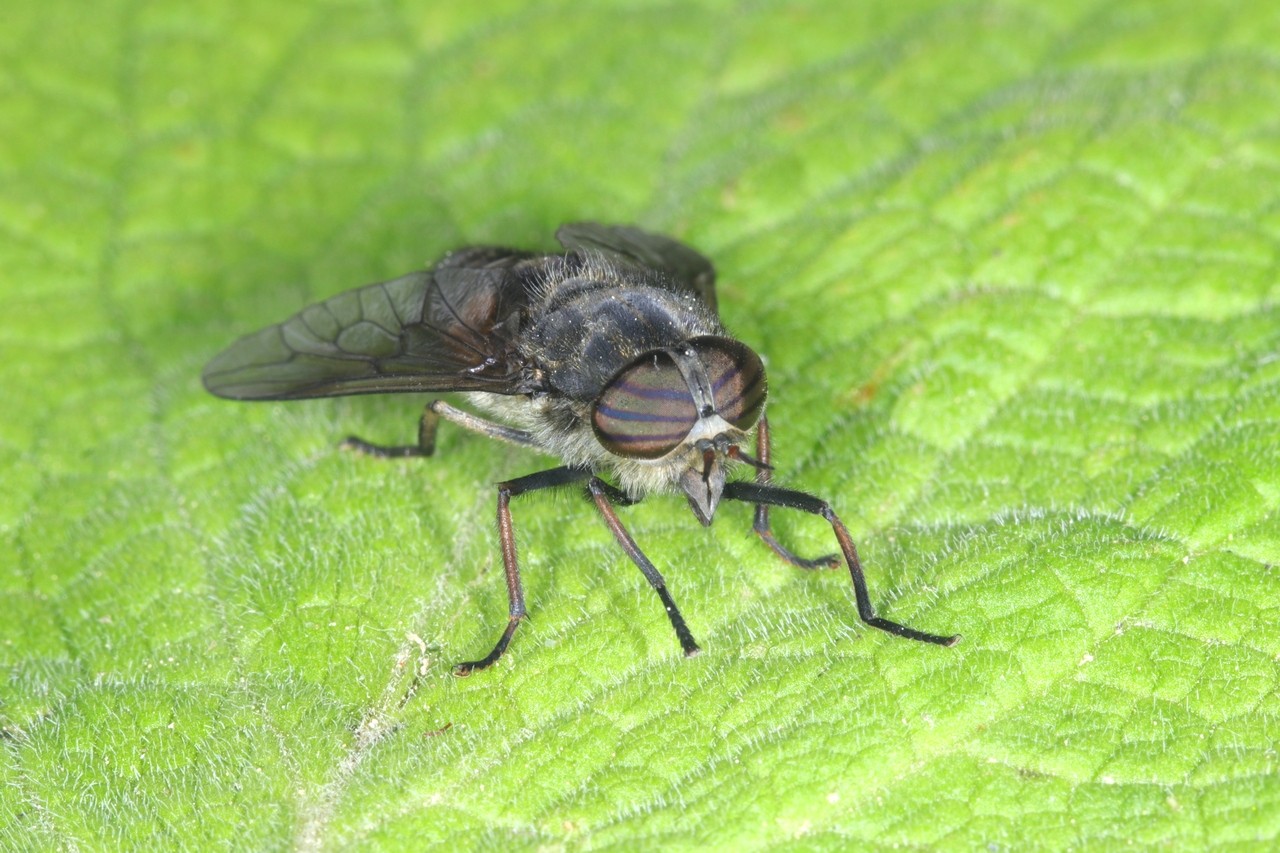 Hybomitra bimaculata (Macquart, 1826) (femelle)