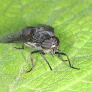 Hybomitra bimaculata (Macquart, 1826) (femelle)