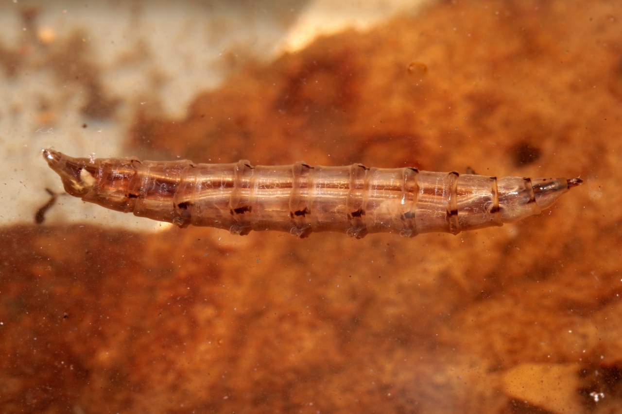 Larve de Tabanidae