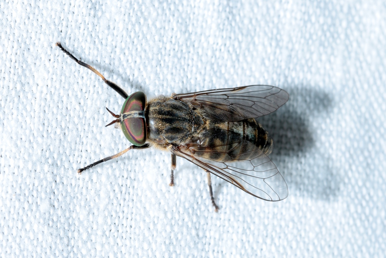 Tabanus bromius Linnaeus, 1758 - Taon des bromes, Taon gris à jambes fauves (femelle)