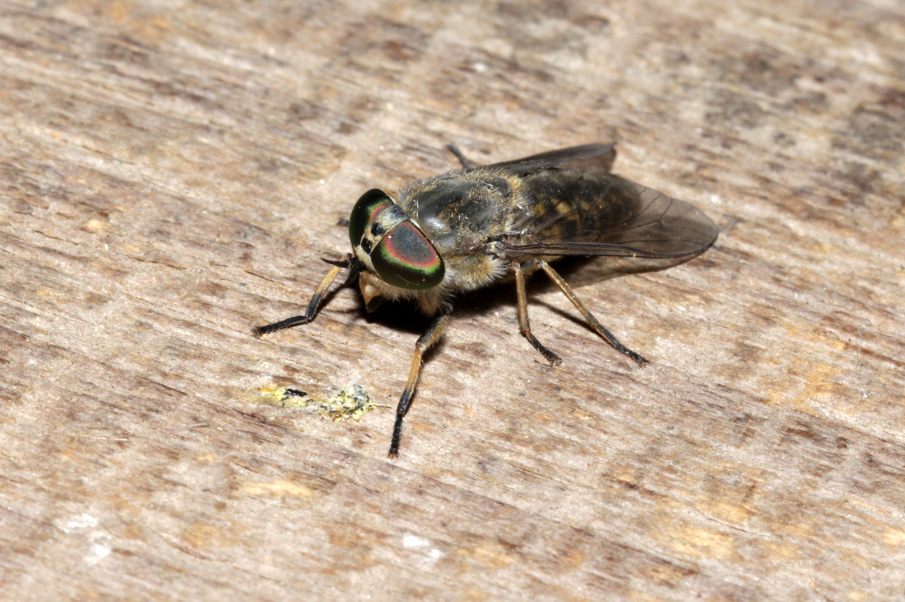 Tabanus cordiger Meigen, 1820 (femelle)