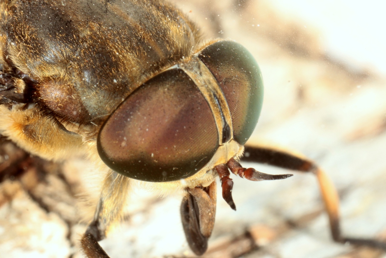 Tabanus sudeticus Zeller, 1842 - Taon des Sudètes