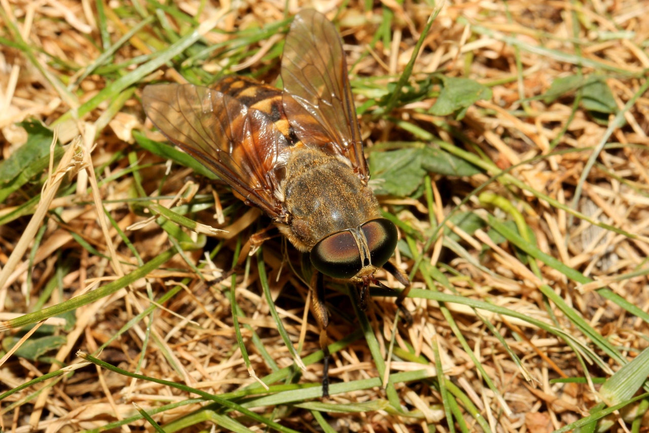 Tabanus sudeticus Zeller, 1842 - Taon des Sudètes (femelle)