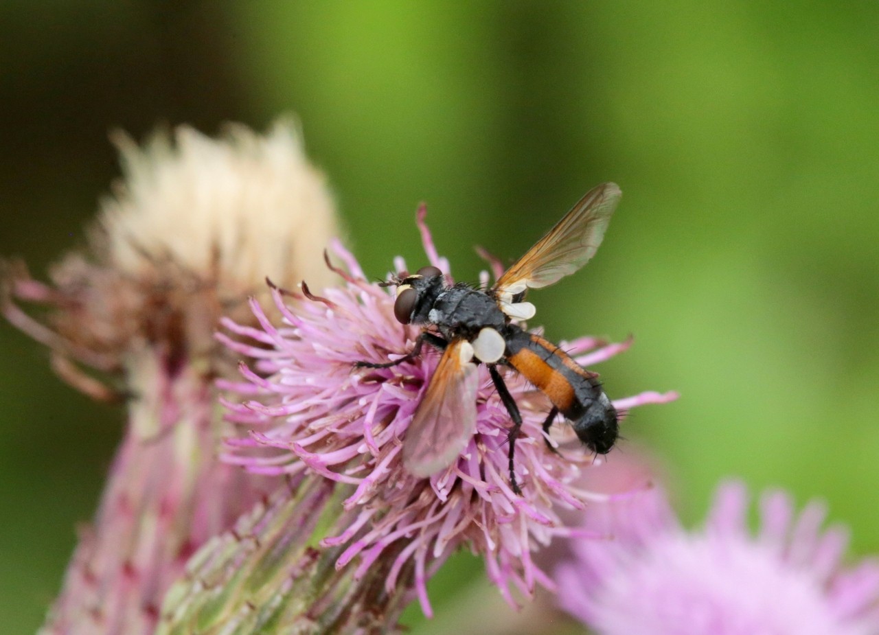 Cylindromyia auriceps (Meigen, 1838)