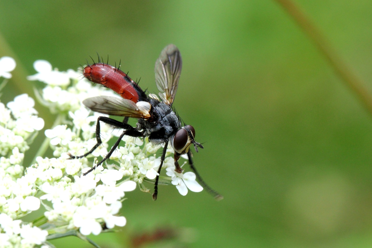 Cylindromyia bicolor (Olivier, 1812)