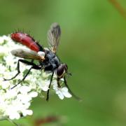 Cylindromyia bicolor (Olivier, 1812)