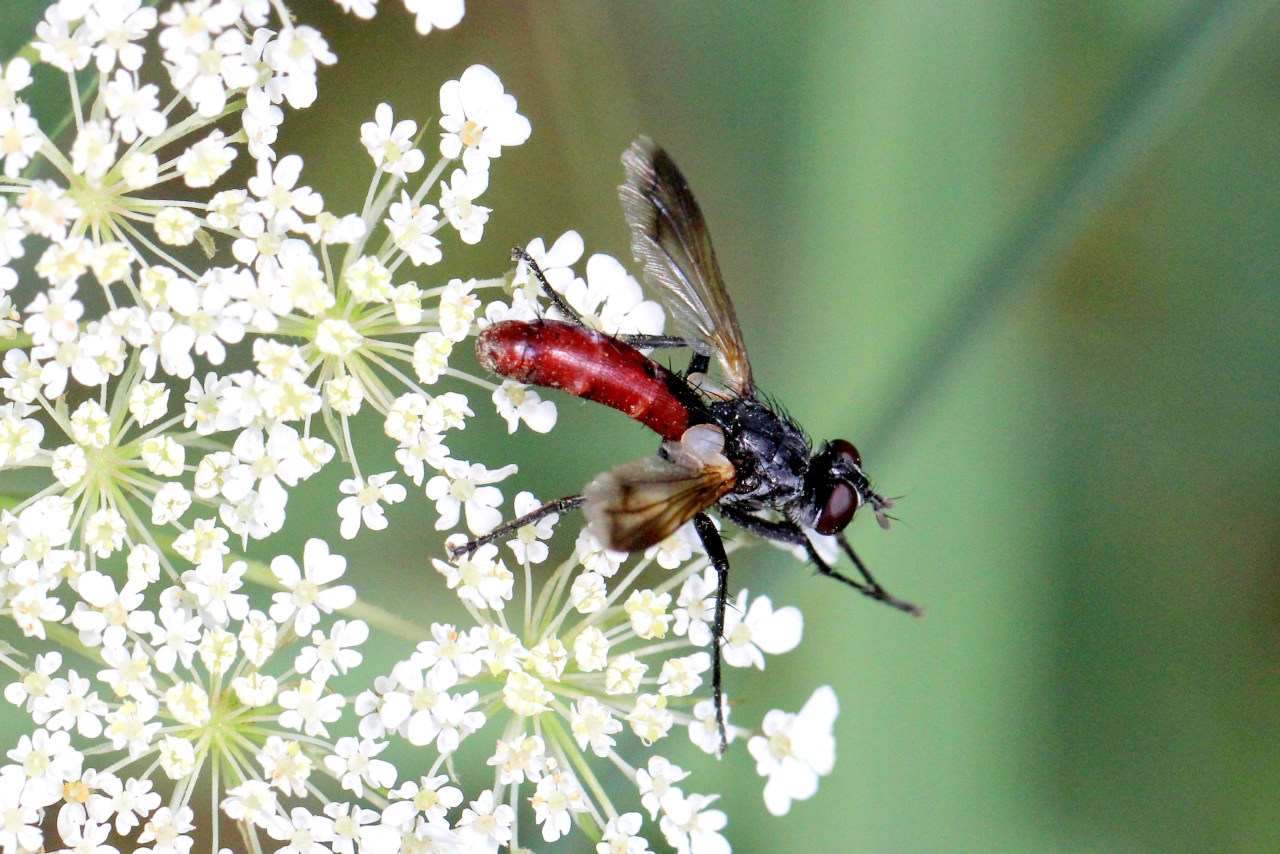 Cylindromyia bicolor (Olivier, 1812)