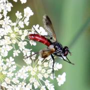 Cylindromyia bicolor (Olivier, 1812)