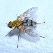 Dexiosoma caninum (Fabricius, 1781) (femelle)