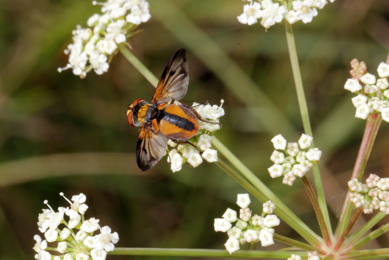 Ectophasia crassipennis (Fabricius, 1794) - Phasie crassipenne (mâle)