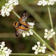 Ectophasia crassipennis (Fabricius, 1794) - Phasie crassipenne (mâle)