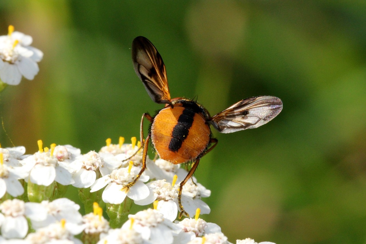 Ectophasia crassipennis (Fabricius, 1794) - Phasie crassipenne (mâle)
