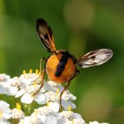 Ectophasia crassipennis (Fabricius, 1794) - Phasie crassipenne (mâle)