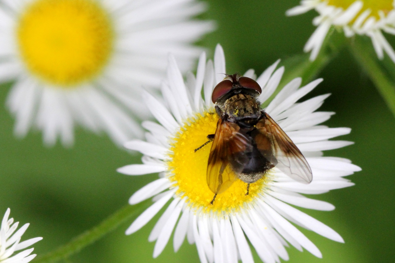 Ectophasia crassipennis (Fabricius, 1794) - Phasie crassipenne (femelle)