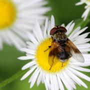 Ectophasia crassipennis (Fabricius, 1794) - Phasie crassipenne (femelle)