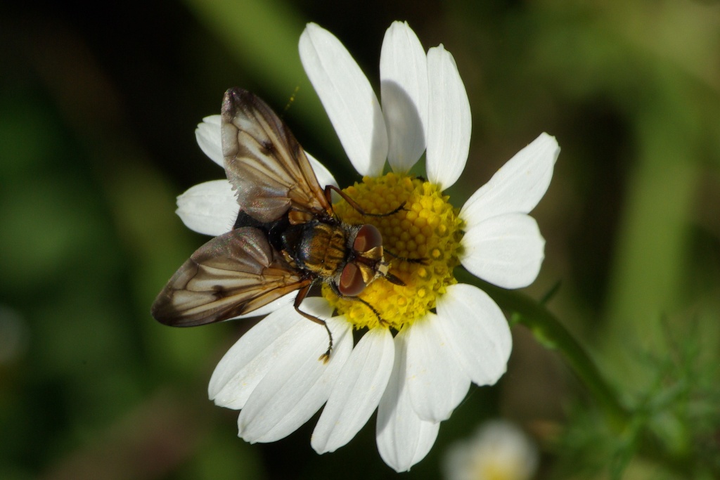 Ectophasia crassipennis (Fabricius, 1794) - Phasie crassipenne (femelle)
