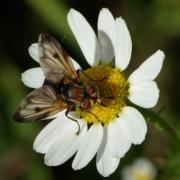 Ectophasia crassipennis (Fabricius, 1794) - Phasie crassipenne (femelle)