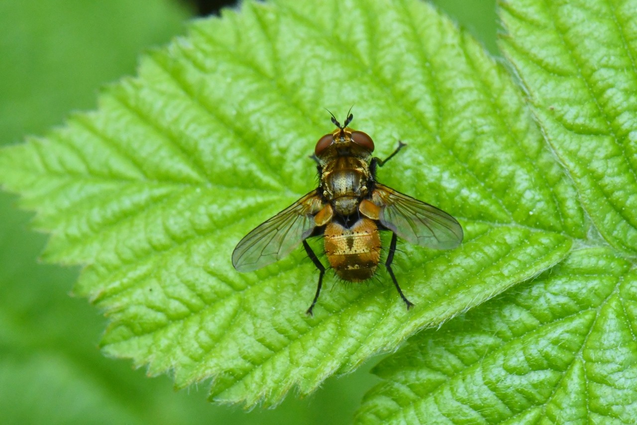 Eliozeta pellucens (Fallén, 1820)