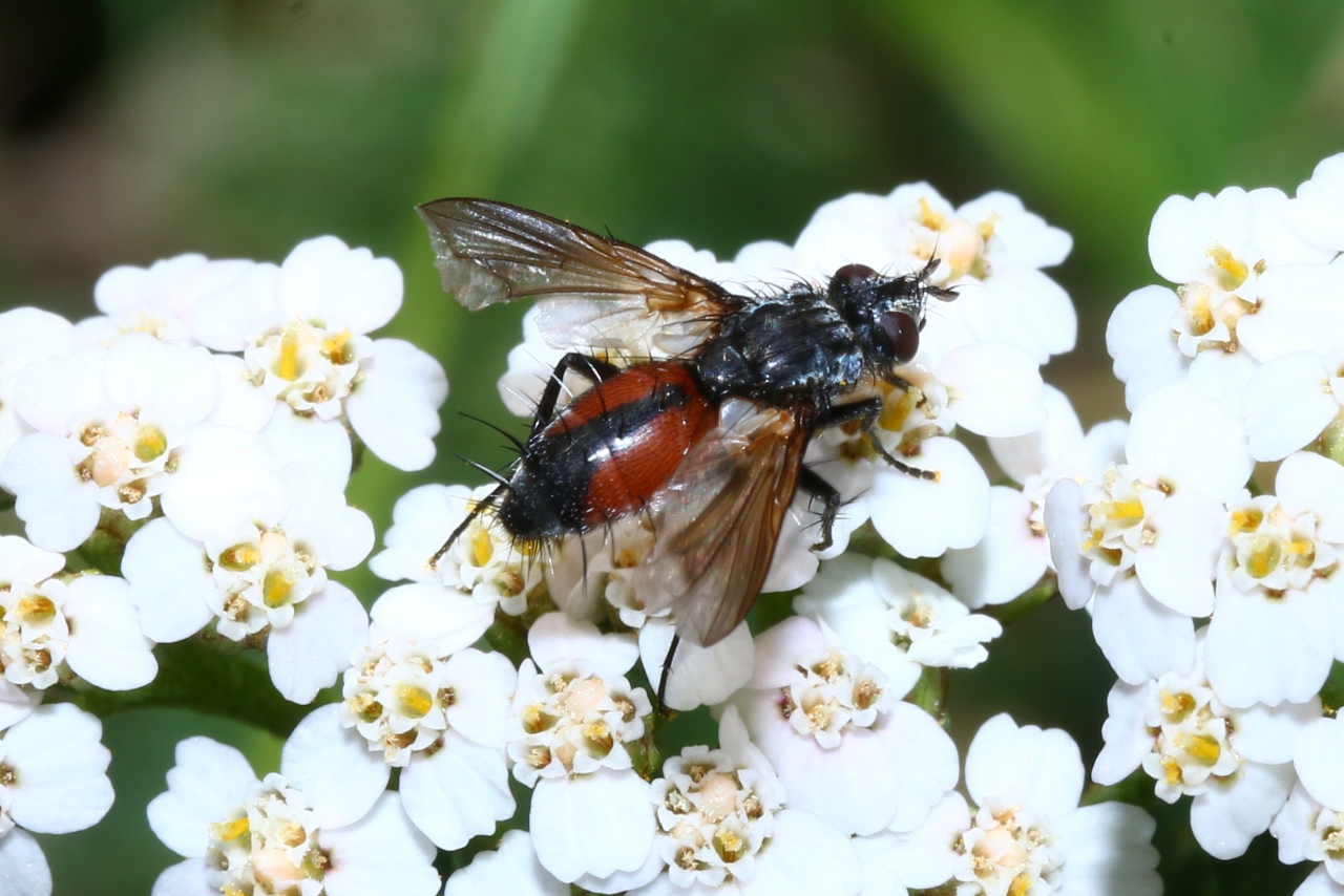 Eriothrix rufomaculata (De Geer, 1776) (femelle)