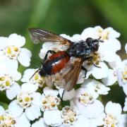 Eriothrix rufomaculata (De Geer, 1776) (femelle)