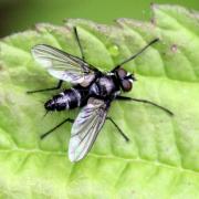 Gastrolepta anthracina (Meigen, 1826) (mâle)