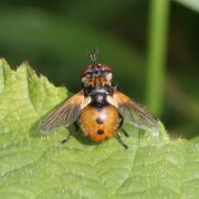 Gymnosoma sp - Gymnosome arrondi