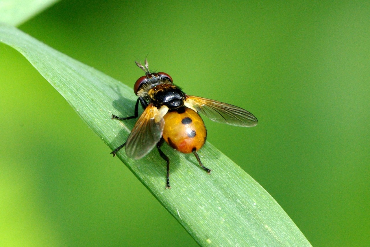 Gymnosoma rotundatum (Linnaeus, 1758) - Gymnosome arrondi (mâle)