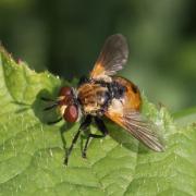 Gymnosoma rotundatum (Linnaeus, 1758) - Gymnosome arrondi (mâle)