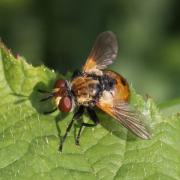 Gymnosoma rotundatum (Linnaeus, 1758) - Gymnosome arrondi (mâle)