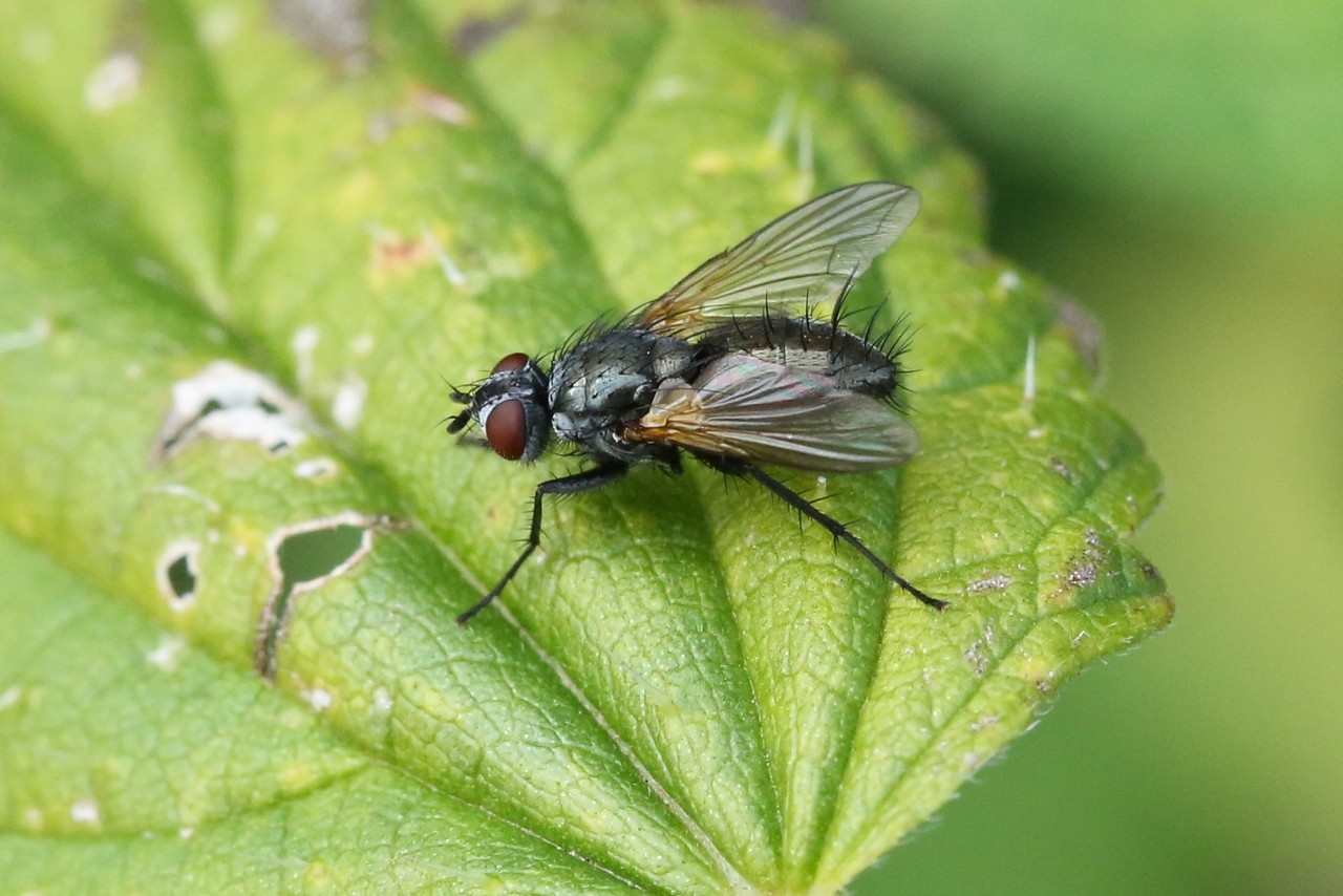 Macquartia tenebricosa (Meigen, 1824) (femelle)