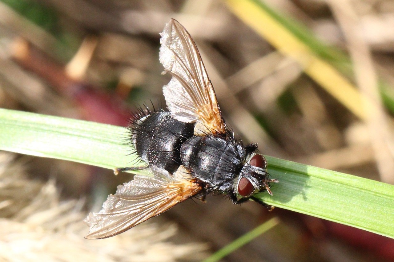 Nemoraea pellucida (Meigen, 1824) (femelle)