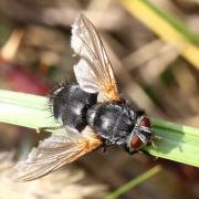 Nemoraea pellucida (Meigen, 1824) (femelle)