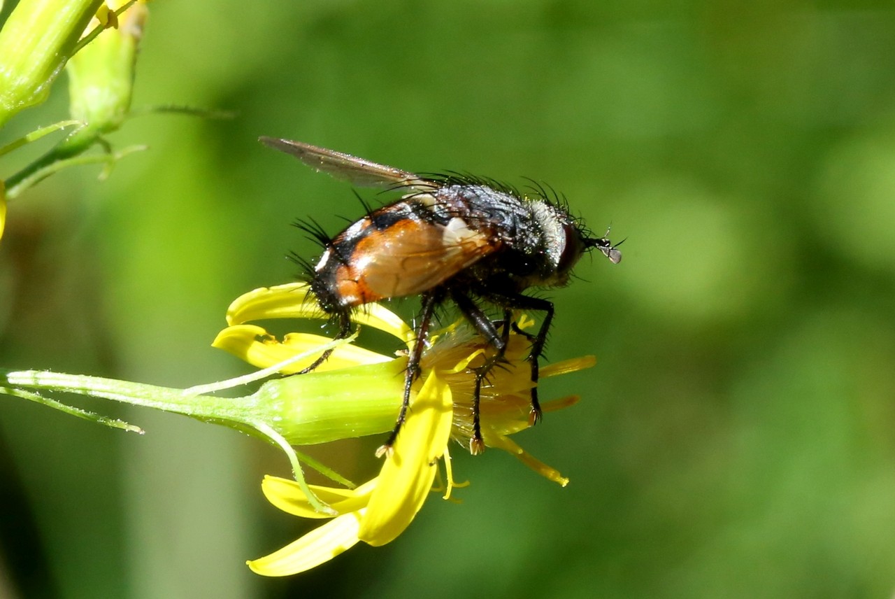 Peleteria rubescens (Robineau-Desvoidy, 1830) (mâle)