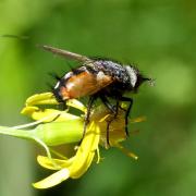 Peleteria rubescens (Robineau-Desvoidy, 1830) (mâle)