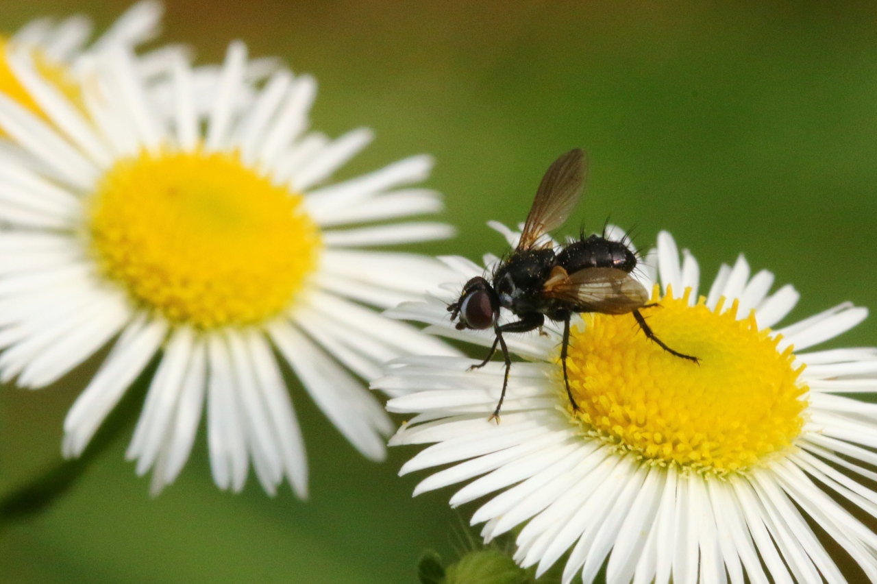 Phania funesta (Meigen, 1824) - Phanie funeste