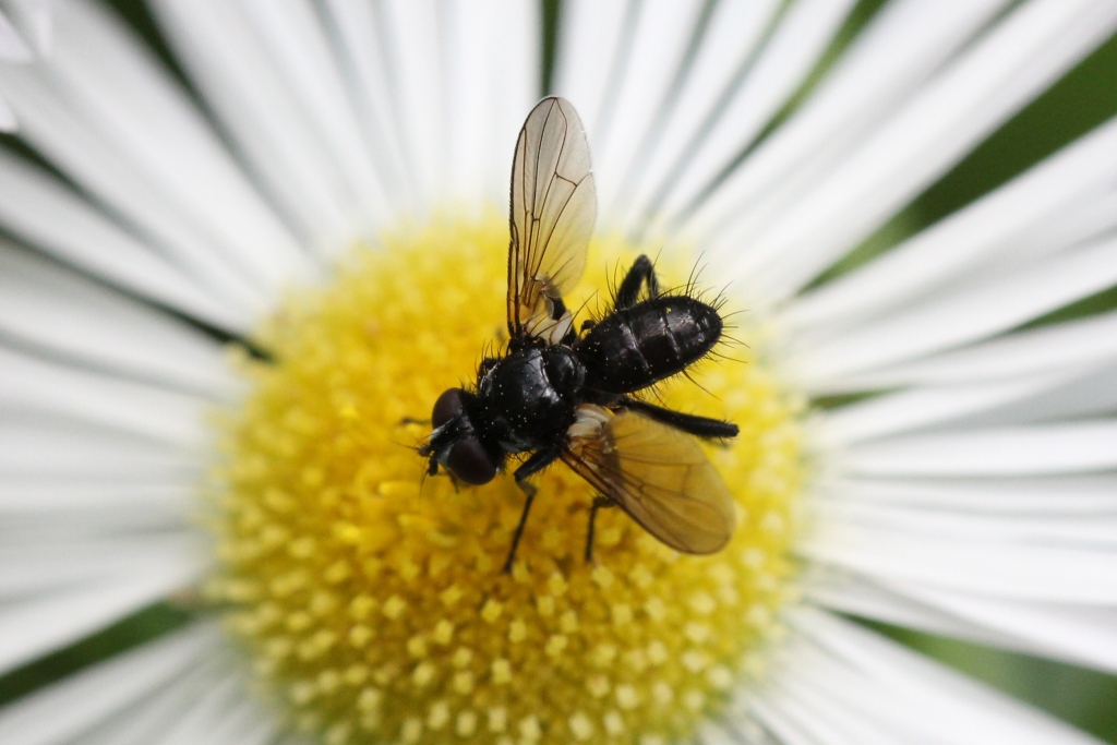 Phania funesta (Meigen, 1824) - Phanie funeste