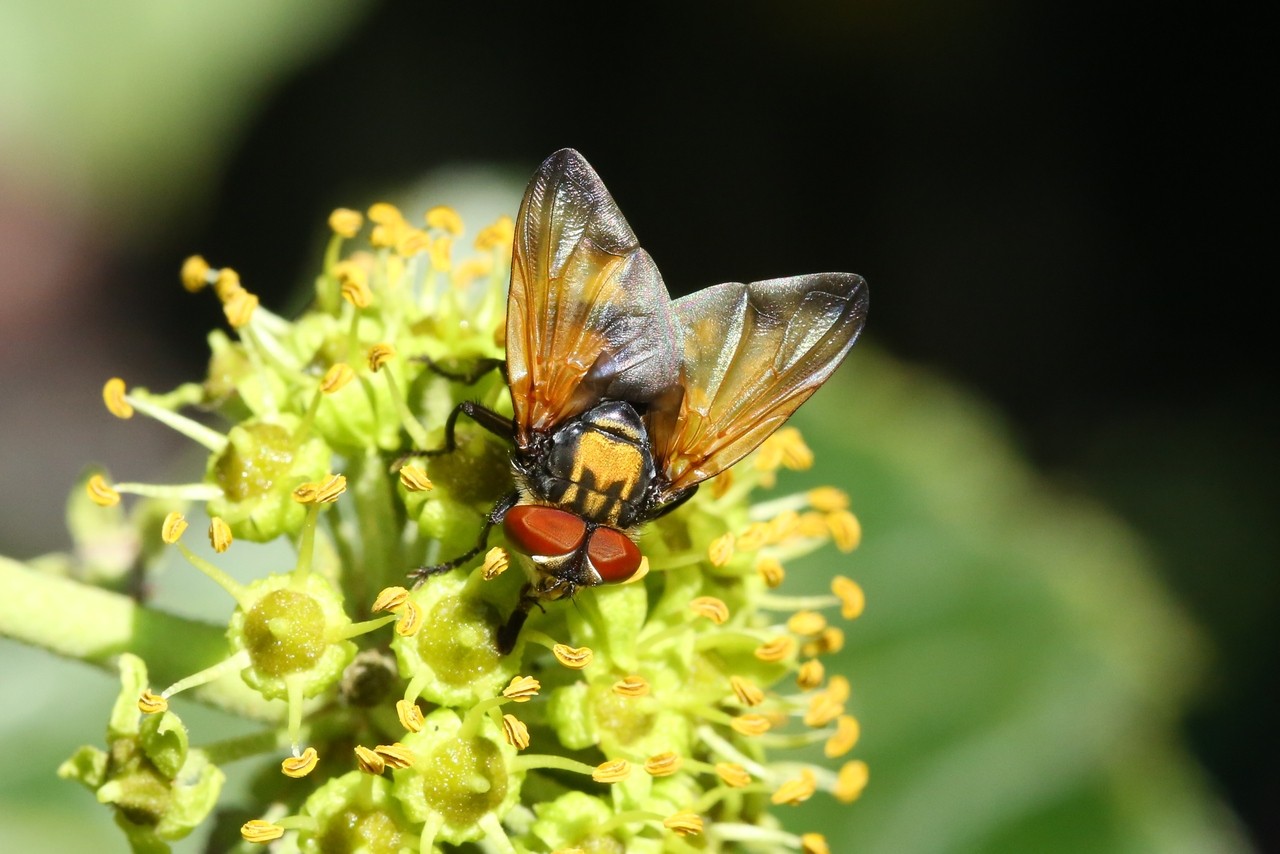 Phasia aurigera (Egger, 1860) (mâle)