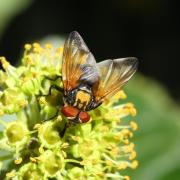 Phasia aurigera (Egger, 1860) (mâle)