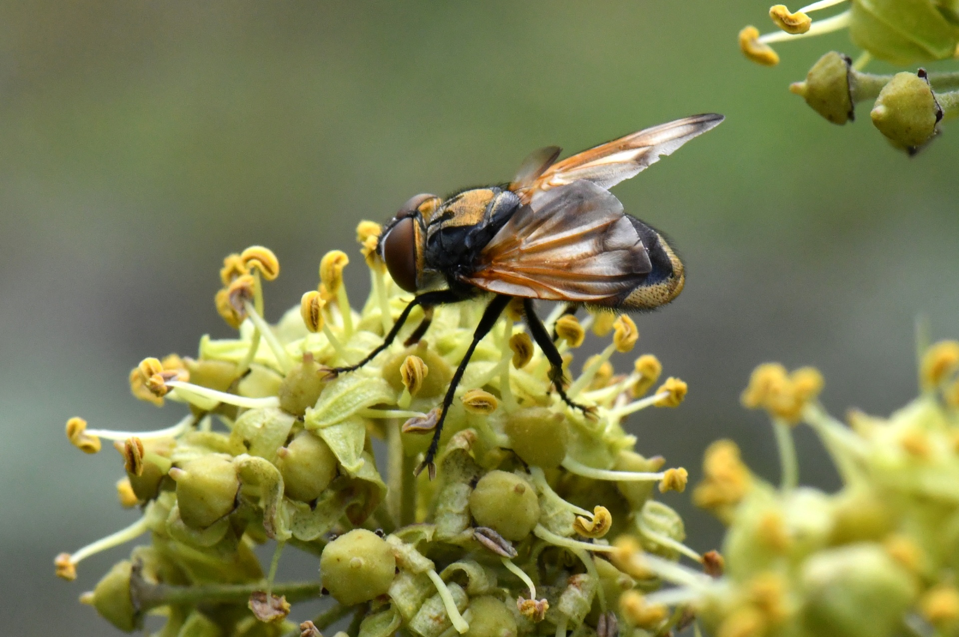 Phasia aurigera (Egger, 1860) (mâle)