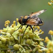 Phasia aurigera (Egger, 1860) (mâle)