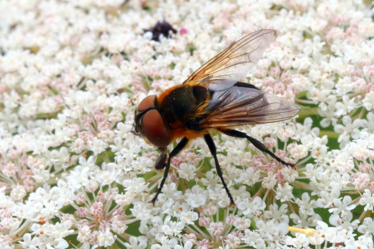 Phasia hemiptera (Fabricius, 1794) - Alophore hémiptère (femelle)