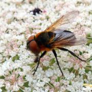 Phasia hemiptera (Fabricius, 1794) - Alophore hémiptère (femelle)