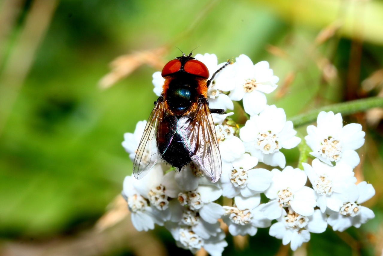 Phasia hemiptera (Fabricius, 1794) - Alophore hémiptère (femelle)