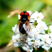 Phasia hemiptera (Fabricius, 1794) - Alophore hémiptère (femelle)