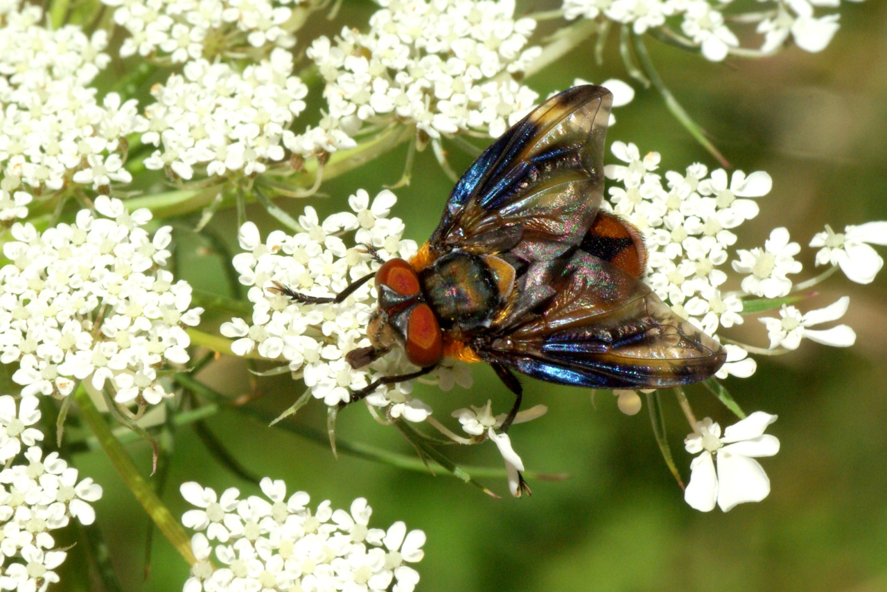 Phasia hemiptera (Fabricius, 1794) - Alophore hémiptère (mâle)